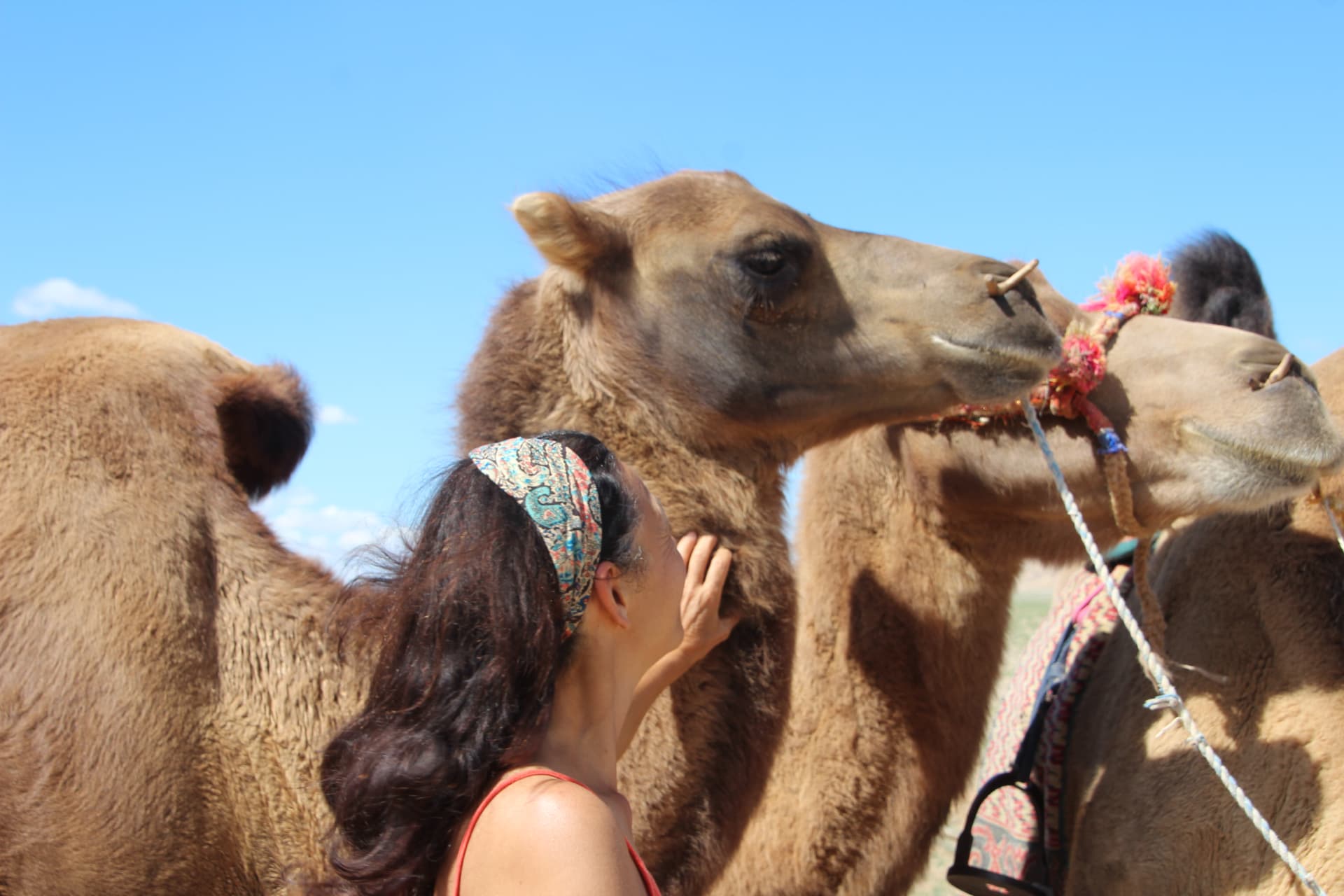 Traveller greeting a Bactrian camel in the Gobi desert