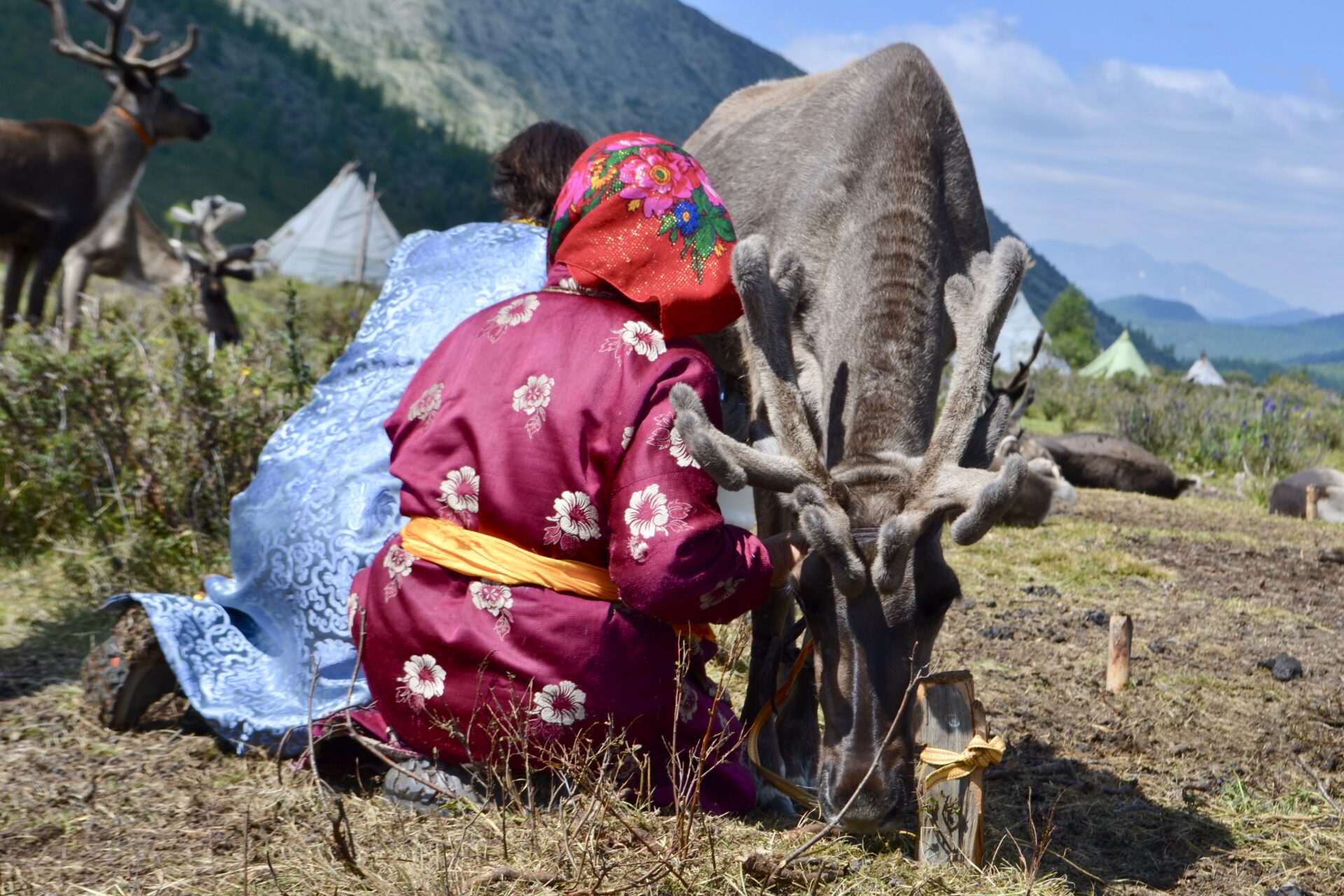 Tsaatan woman in traditional dress milking a reindeer