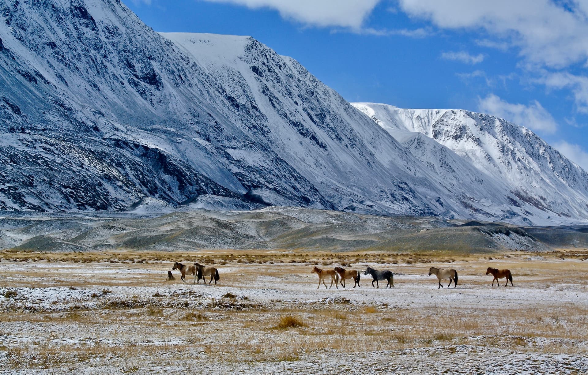 Horses crossing a snow-dusted plain beneath the Altai Tavan Bogd massif