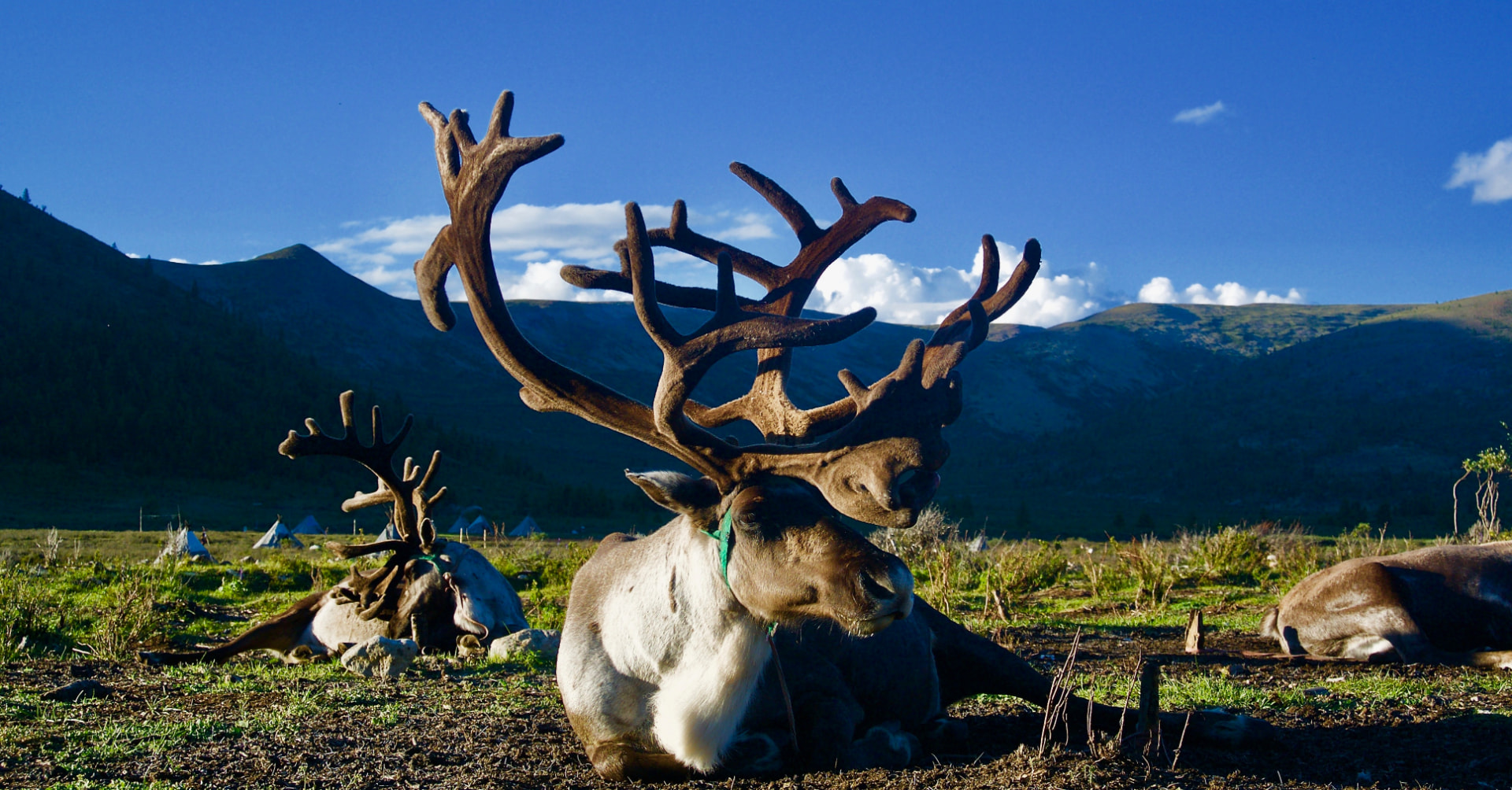 Reindeer with large antlers resting near the Tsaatan camp