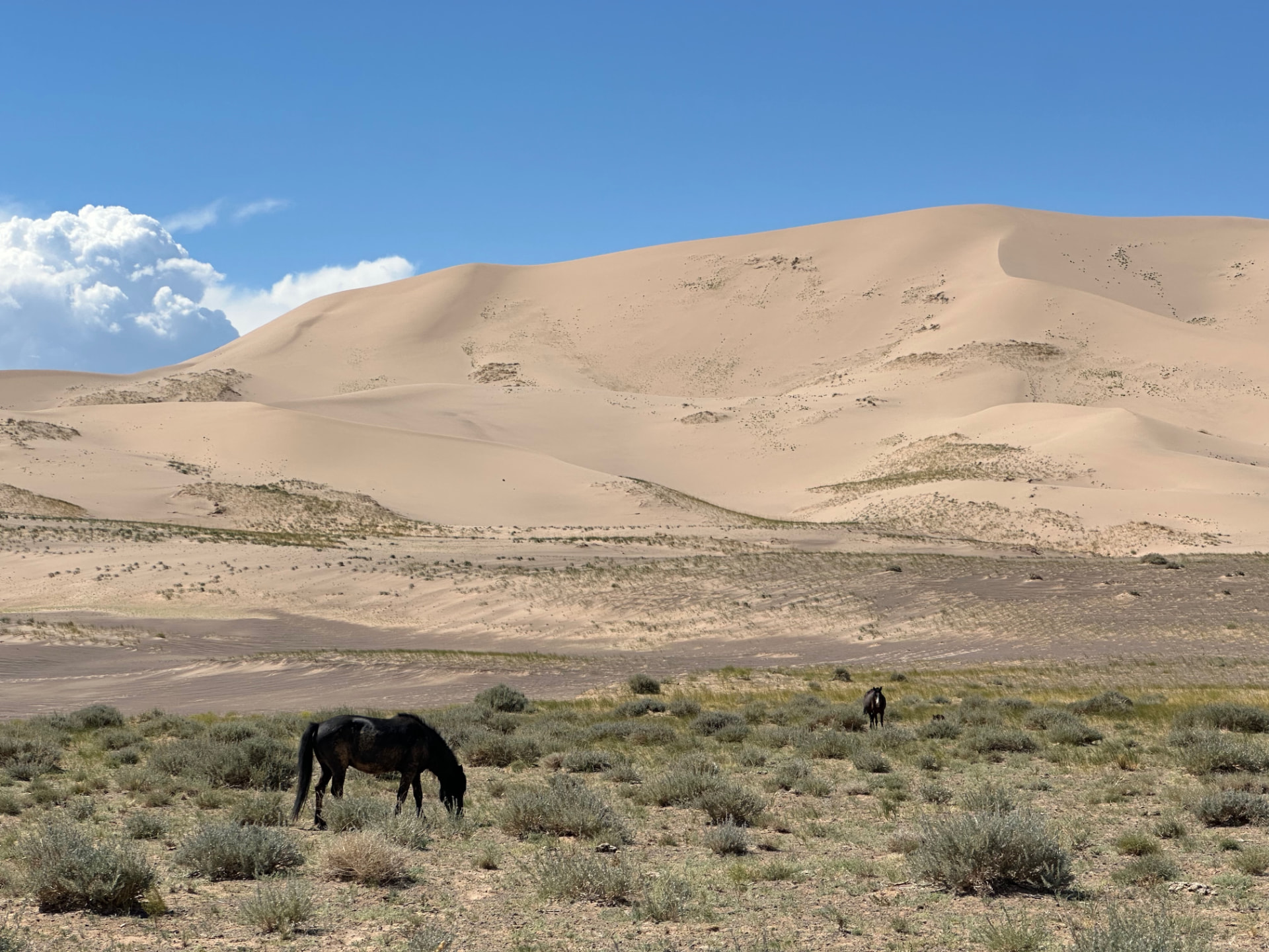 Horses grazing beneath the great dunes of the South Gobi