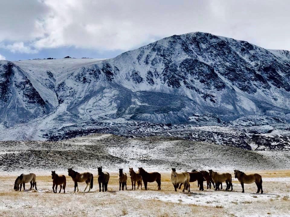 Herd of Mongolian horses on a snow-dusted plain below the Altai mountains