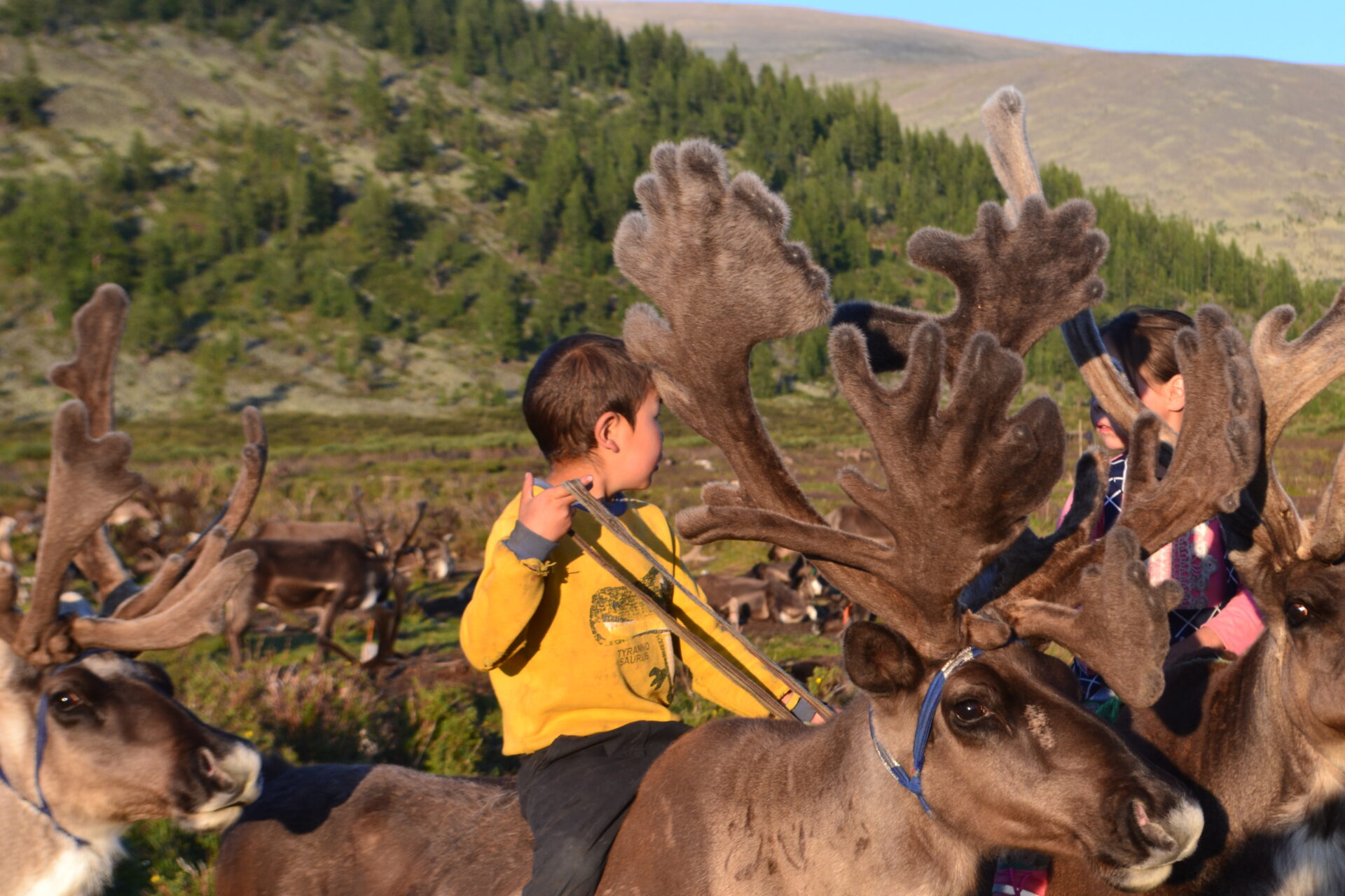 Tsaatan boy riding a reindeer through the herd